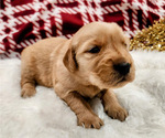 Small #3 Golden Retriever