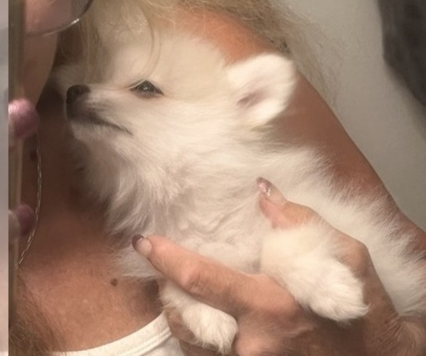 Medium Photo #22 Pomsky Puppy For Sale in GOLDEN VALLEY, AZ, USA