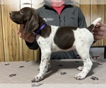 Puppy Purple Collar German Shorthaired Pointer