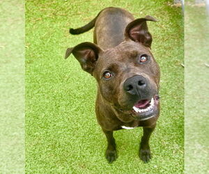 Mutt Dogs for adoption in Hilton Head, SC, USA