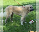 Small #11 Great Pyrenees