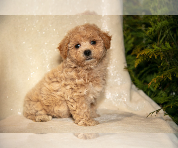 Medium Photo #1 Bichpoo Puppy For Sale in LEOLA, PA, USA