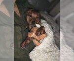 Small #7 Labrador Retriever Mix