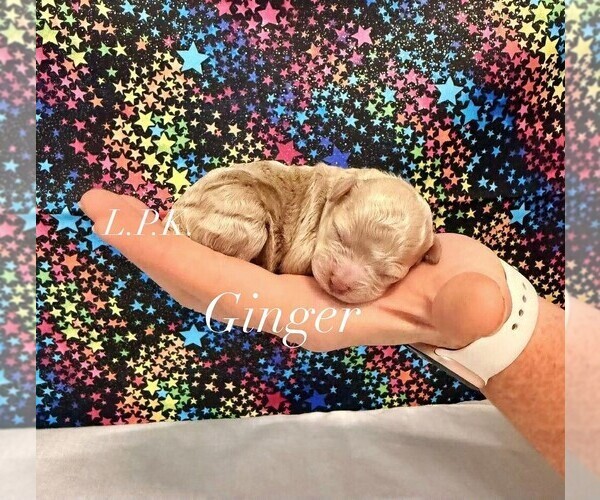 Medium Photo #1 Poodle (Toy) Puppy For Sale in WINNSBORO, LA, USA