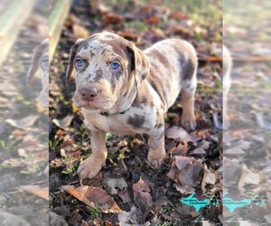 Catahoula Leopard Dog Puppy for sale in MORAN, MI, USA