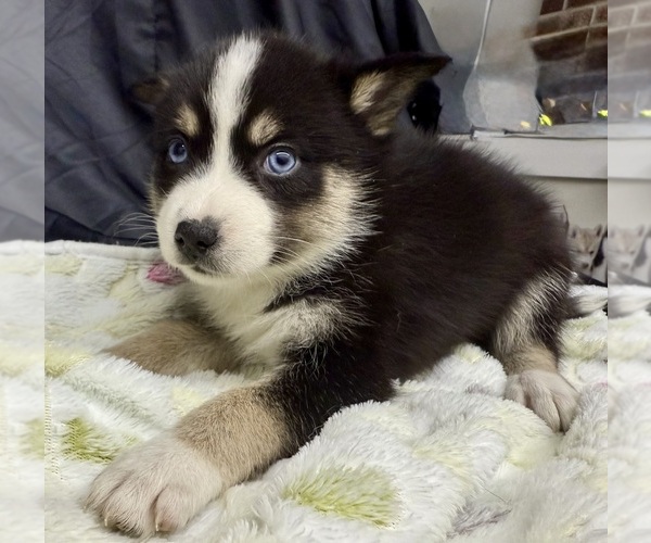 Medium Photo #4 Pomsky-Shiba Inu Mix Puppy For Sale in NASHUA, NH, USA
