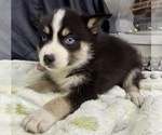 Small #2 Pomsky-Shiba Inu Mix