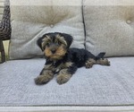 Small #16 Yorkshire Terrier