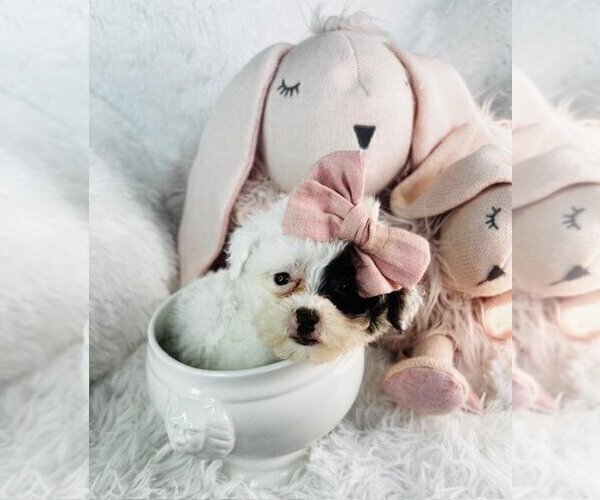 Medium Photo #11 Pomeranian Puppy For Sale in MIAMI, FL, USA