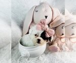 Small #10 Pomeranian