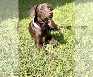 German Shorthaired Lab Dogs for adoption in Fort Worth, TX, USA