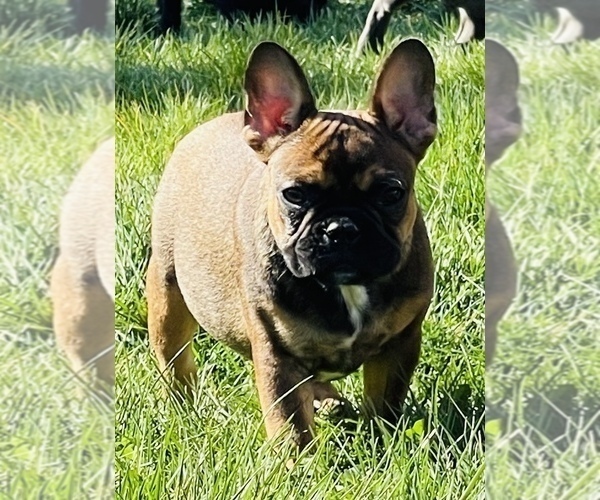 Medium Photo #4 French Bulldog Puppy For Sale in TACOMA, WA, USA