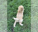 Small Photo #74 Aussiedoodle Puppy For Sale in ASHEVILLE, NC, USA