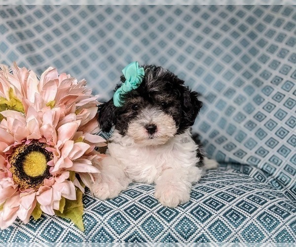 Medium Photo #6 Poodle (Miniature) Puppy For Sale in RISING SUN, MD, USA