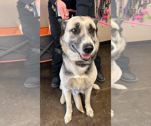 Medium Photo #4 German Shepherd Dog-Unknown Mix Puppy For Sale in Rockwall, TX, USA