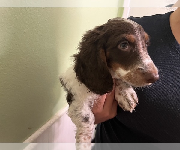 Medium Photo #4 Dachshund Puppy For Sale in RIVERSIDE, CA, USA