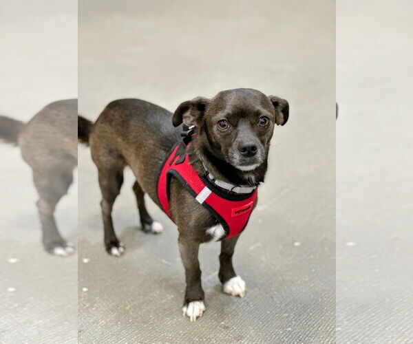Medium Photo #4 Chihuahua-Unknown Mix Puppy For Sale in Rockaway, NJ, USA