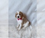 Small #7 Goldendoodle