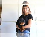 Small Photo #6 Rottweiler Puppy For Sale in FONTANA, CA, USA