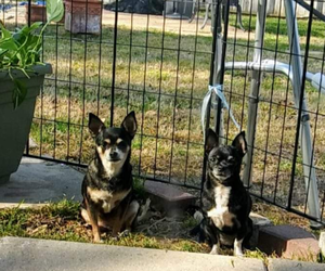 Chihuahua-Unknown Mix Dogs for adoption in MESQUITE, TX, USA