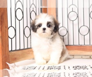 Mal-Shi Puppy for sale in NAPLES, FL, USA