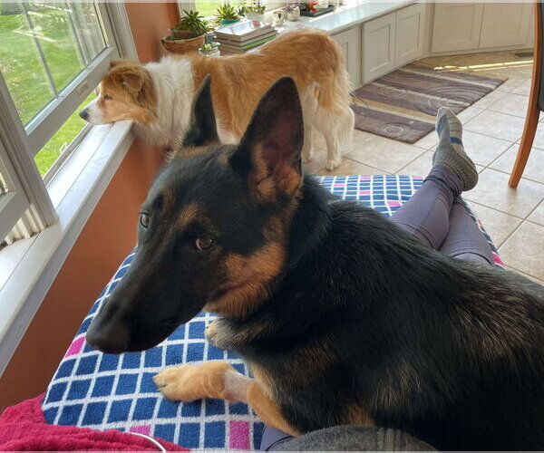 Medium Photo #4 German Shepherd Dog Puppy For Sale in Cliffwood, NJ, USA