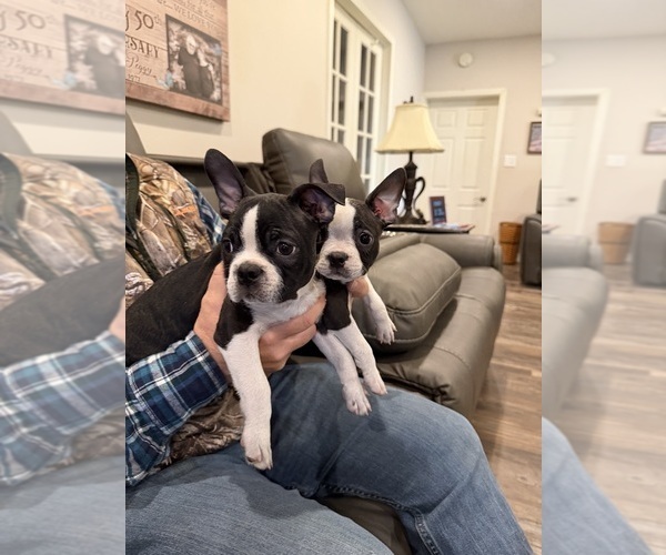 Medium Photo #10 Boston Terrier Puppy For Sale in FREDONIA, KS, USA