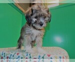 Small Photo #5 Shorkie Tzu Puppy For Sale in PATERSON, NJ, USA