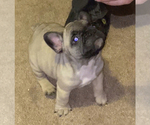 Small Photo #1 French Bulldog Puppy For Sale in WARREN, MI, USA