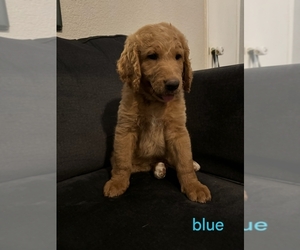 Goldendoodle Puppy for sale in ATWATER, CA, USA