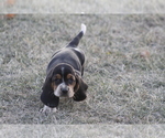 Small #5 Basset Hound