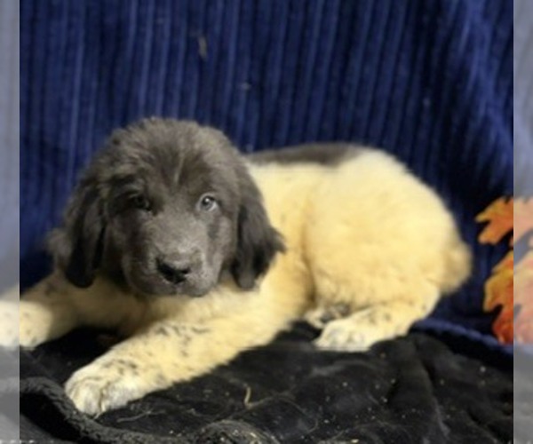 Medium Photo #27 Newfoundland Puppy For Sale in AURORA, IN, USA