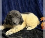 Puppy Purple Newfoundland