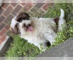 Small Photo #1 Shih Tzu Puppy For Sale in DETROIT, MI, USA