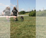 Small #13 Mountain Cur Mix