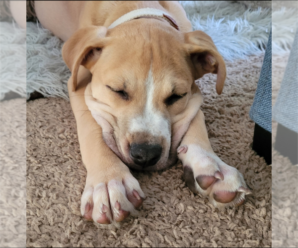Medium Photo #15 Mutt Puppy For Sale in Holly Springs, NC, USA