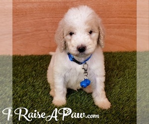 Goldendoodle-Poodle (Standard) Mix Puppy for sale in OVERGAARD, AZ, USA