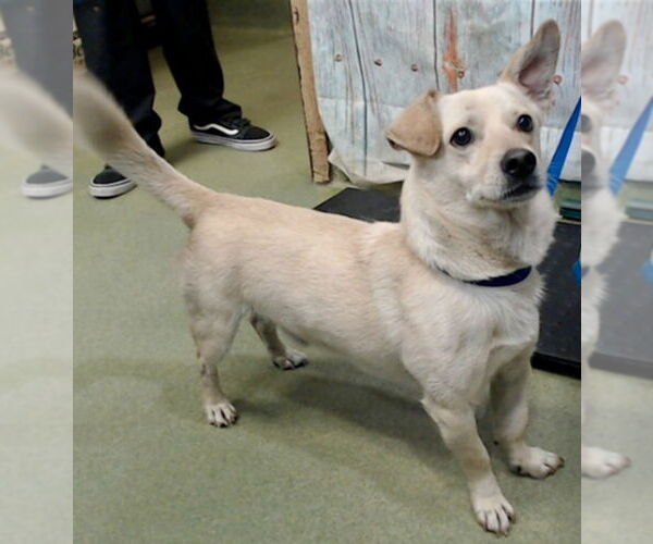 Medium Photo #1 Dorgi Puppy For Sale in Mission Viejo, CA, USA