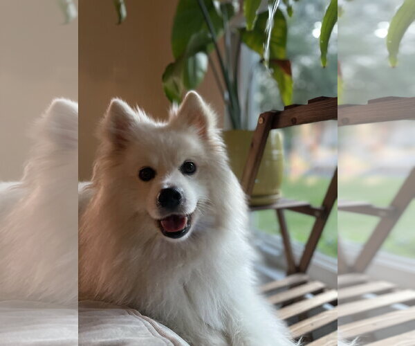 Medium Photo #1 American Eskimo Dog Puppy For Sale in Pikesville, MD, USA