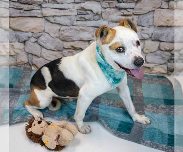 Medium Photo #3 Bulldog-Unknown Mix Puppy For Sale in Kennesaw, GA, USA