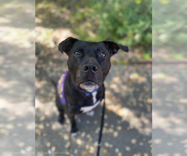 Medium Photo #4 American Pit Bull Terrier Puppy For Sale in Berkeley, CA, USA