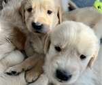 Small Photo #2 Golden Retriever Puppy For Sale in ATHOL, ID, USA