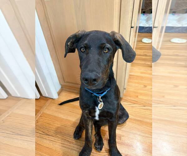 Medium Photo #14 Labrador Retriever-Unknown Mix Puppy For Sale in San Diego, CA, USA