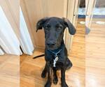 Small #13 Labrador Retriever Mix