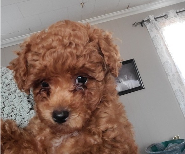 Medium Photo #5 Poodle (Miniature) Puppy For Sale in LETTS, IA, USA
