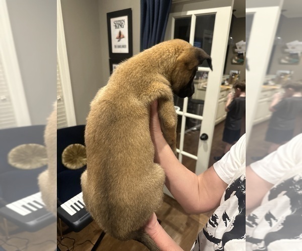 Medium Photo #28 Belgian Malinois Puppy For Sale in ATHENS, AL, USA