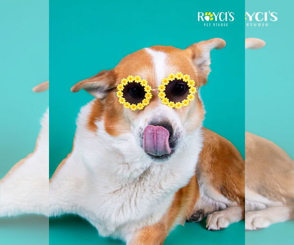 Medium Photo #2 Border Collie-Unknown Mix Puppy For Sale in Sandy, UT, USA