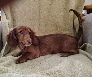 Dachshund Puppy for sale in MARATHON, NY, USA