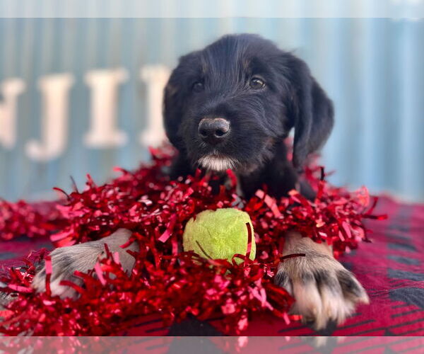 Medium Photo #1 Australian Shepherd-Unknown Mix Puppy For Sale in Pacolet, SC, USA