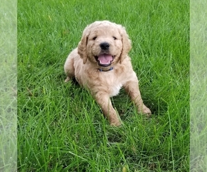 Goldendoodle Puppy for Sale in FISHERS, Indiana USA